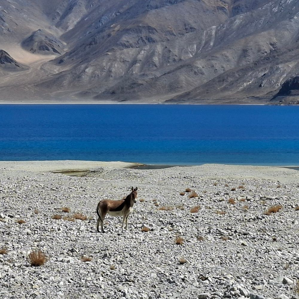 Pangong, Ladakh — India